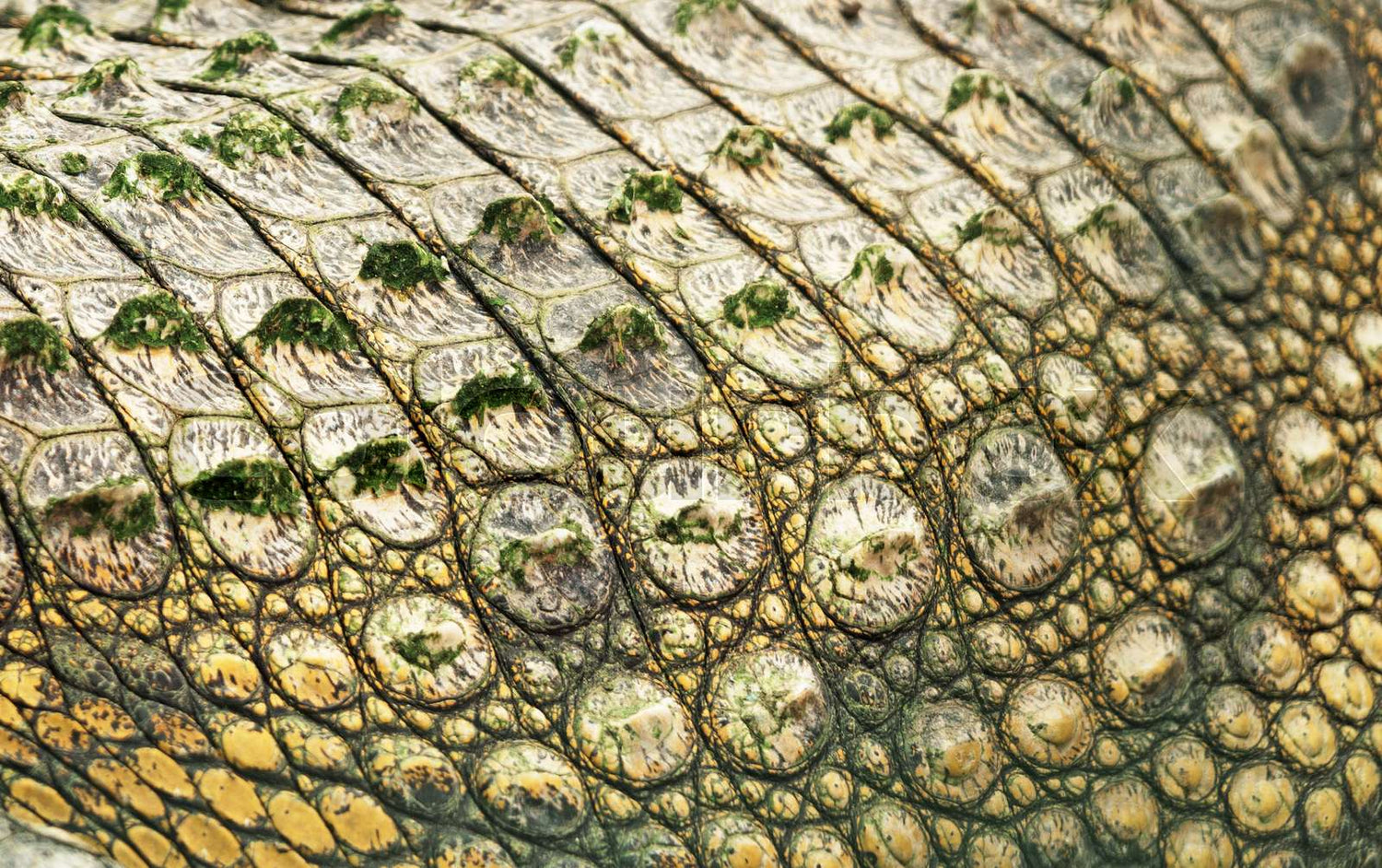Close-up of a textured surface with circular patterns
