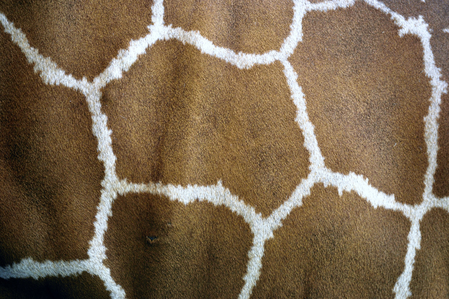 Close-up of a giraffe's patterned skin with brown patches and white lines.