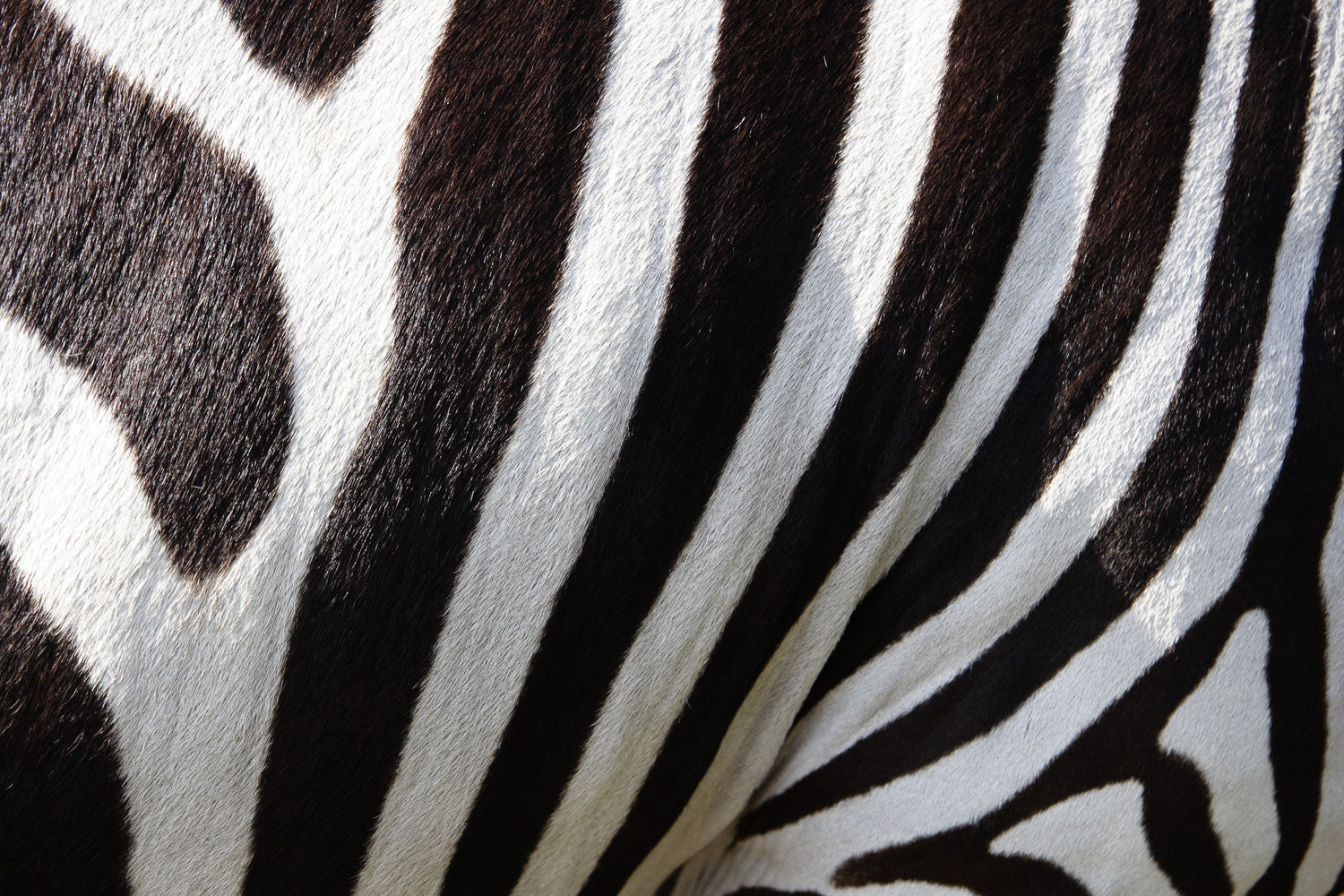 Close-up of a zebra's black and white striped pattern